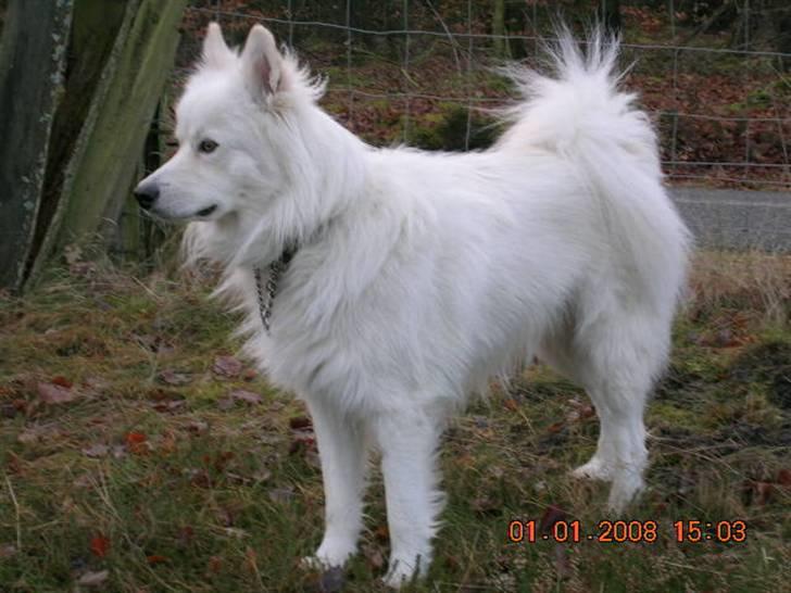 Samojedhund Bingo - Nytårsdag-på tur med mor. billede 16