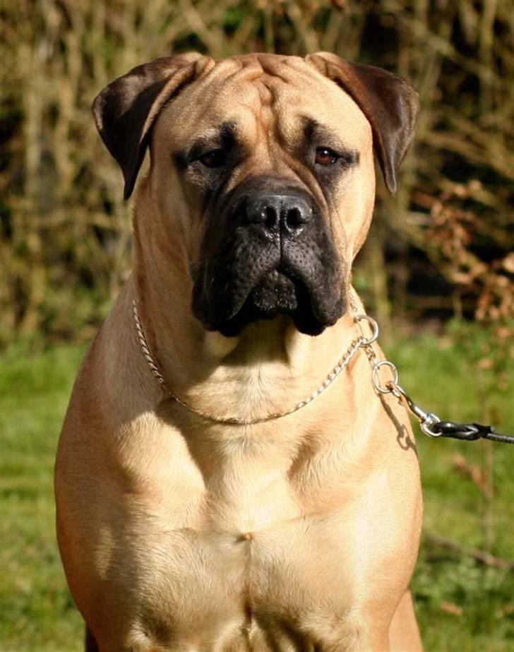 Bullmastiff Luna V.D. Mija Dora R.I.P - Halløj og velkommen til min profil... billede 1