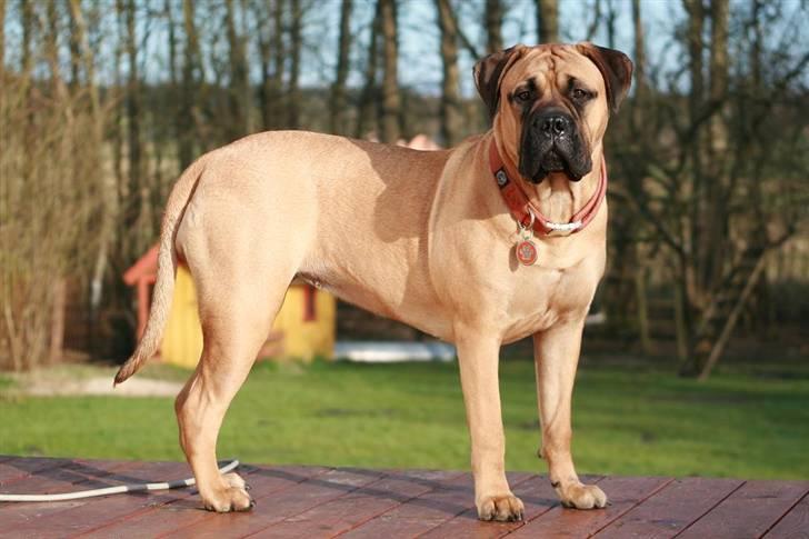 Bullmastiff Luna V.D. Mija Dora R.I.P - Luna d.15 marts 08 billede 2