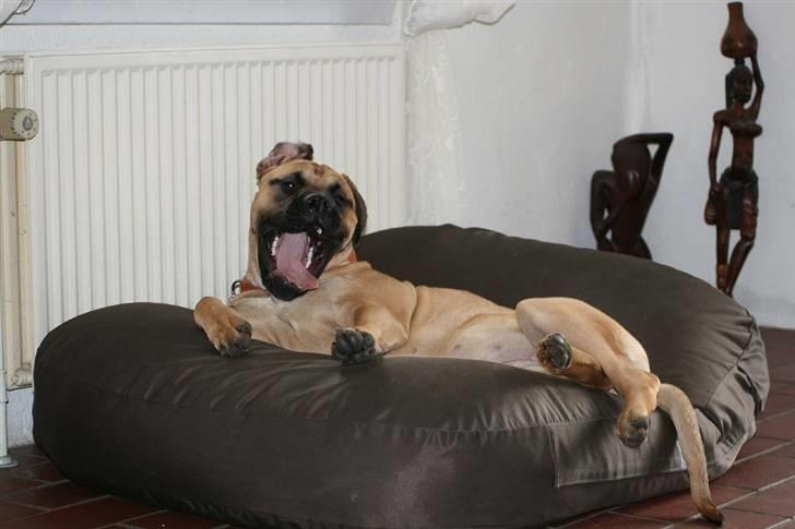 Bullmastiff Luna V.D. Mija Dora R.I.P - Gomorgenhår........ billede 3