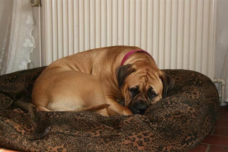 Bullmastiff Luna V.D. Mija Dora R.I.P - Så gidder jeg da bare slet ikke lege med dig, hvis du skal bestemme det hele NÅ!!!!!!! billede 4