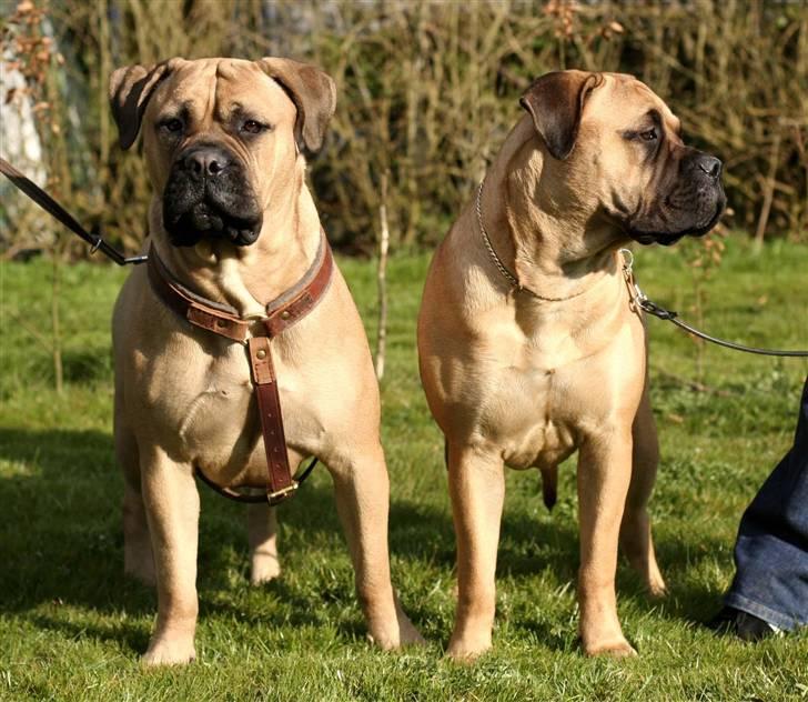 Bullmastiff Luna V.D. Mija Dora R.I.P - Mig og min goeste ven Bonnie lækkermås...... ;) billede 5