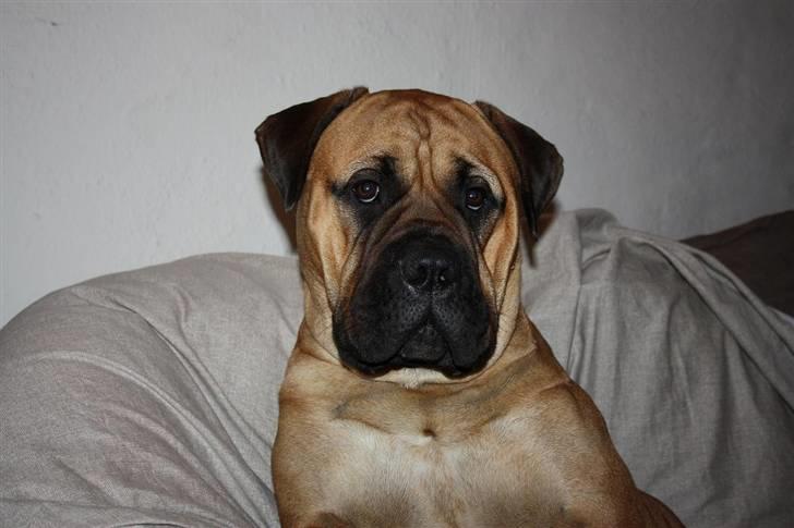 Bullmastiff Luna V.D. Mija Dora R.I.P - Mug shot!  billede 6
