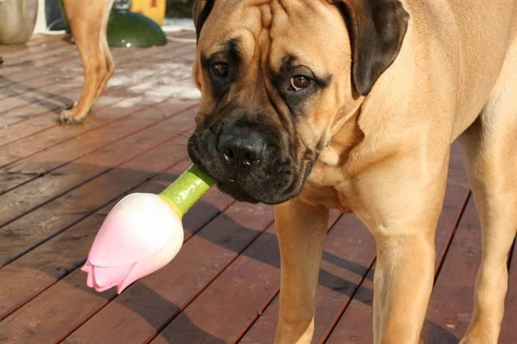 Bullmastiff Luna V.D. Mija Dora R.I.P - En lille blomst til dig min ven..... billede 7
