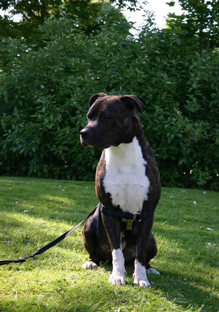 Blanding af racer Laban R.I.P Min skat -  13 måneder gammel Labsemand , når det er sommer i parken kan man godt være lidt fotogen  billede 20