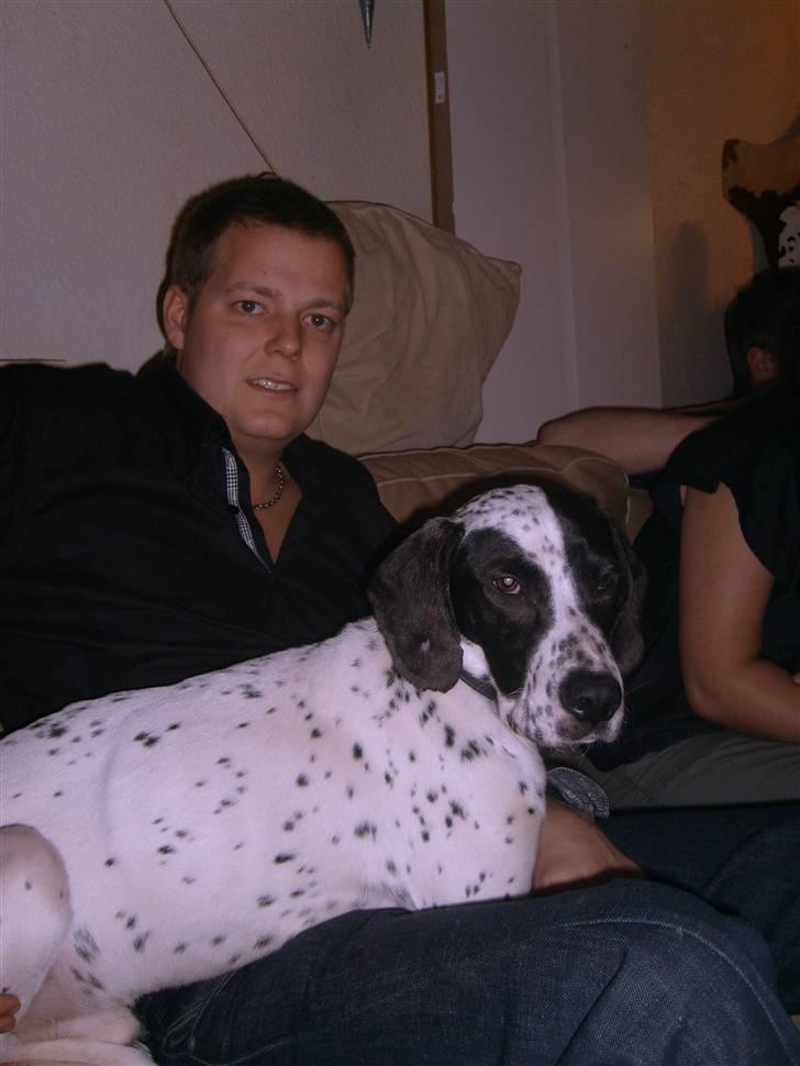 Blanding af racer Pablo **Ribe hund** RIP - Nytårs aften, som Pablo klarede over al forventning! Her på skødet af sin plejefar ;) billede 6