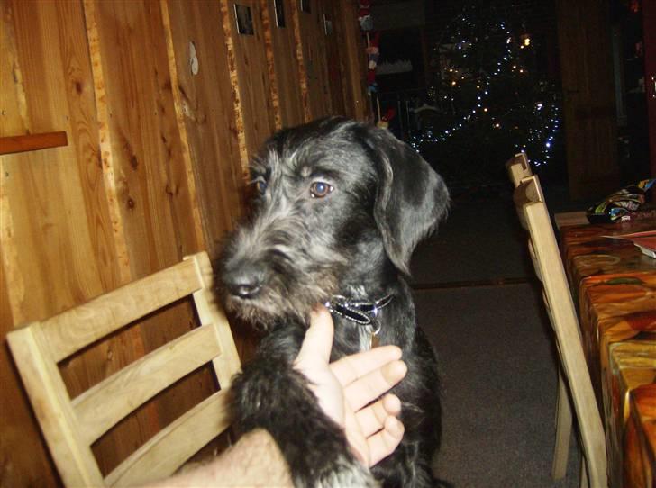 Blanding af racer Laika 18/7 - får jeg snart min gave hva hva HVA?? billede 15