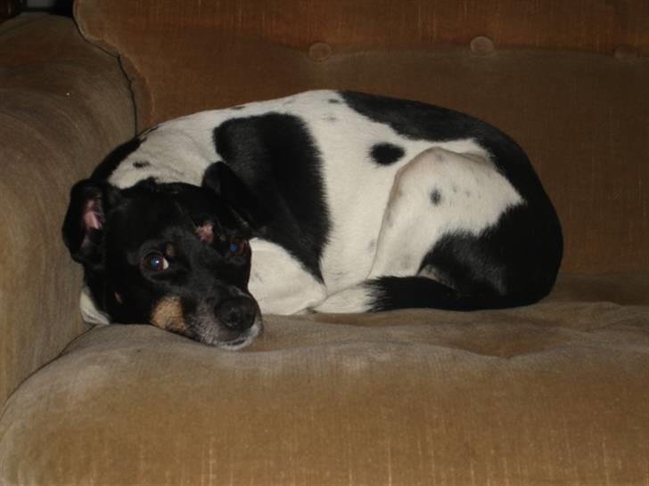 Dansk svensk gaardhund tinka billede 1