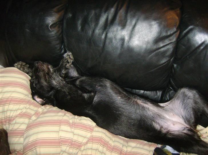 Blanding af racer Laika 18/7 - snooooork zzzzzzzzz billede 16