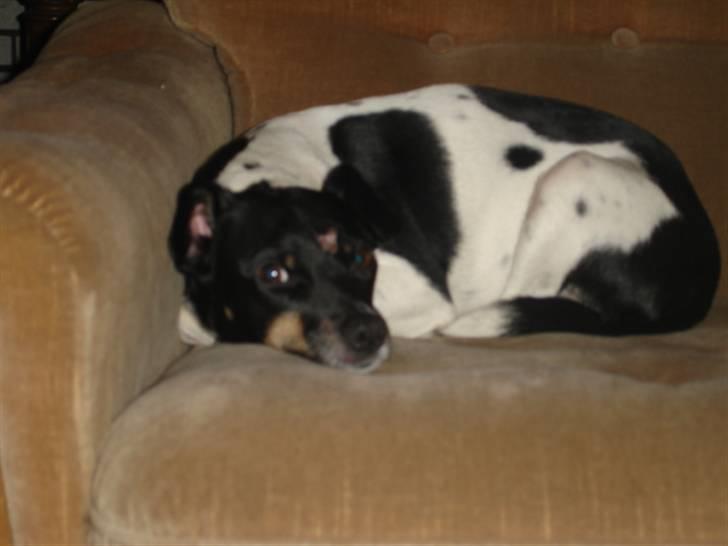 Dansk svensk gaardhund tinka billede 3