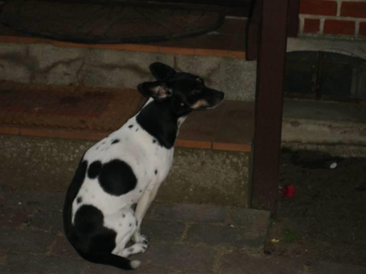 Dansk svensk gaardhund tinka billede 4