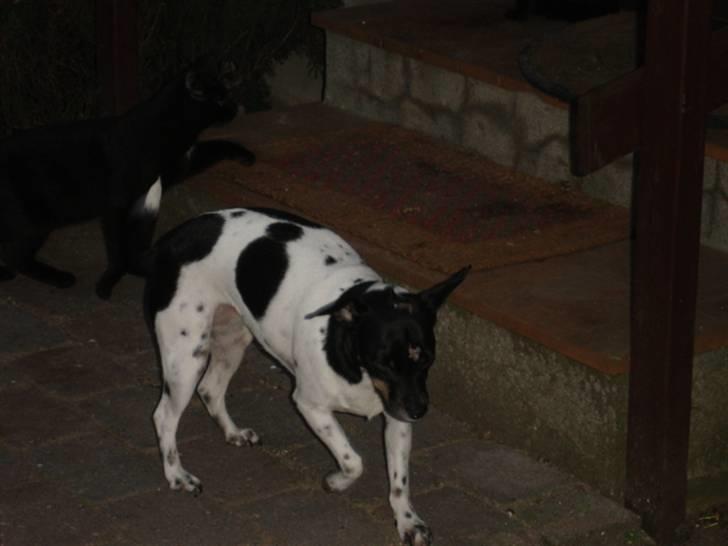 Dansk svensk gaardhund tinka billede 5