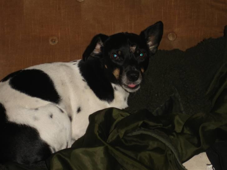 Dansk svensk gaardhund tinka billede 6