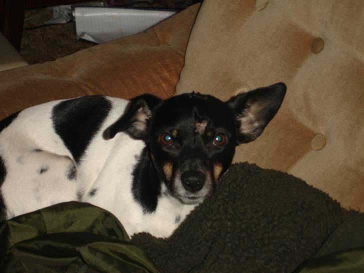 Dansk svensk gaardhund tinka billede 7