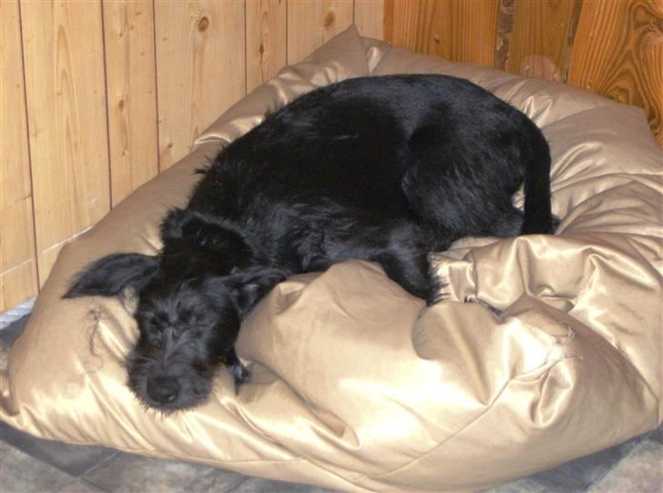 Blanding af racer Laika 18/7 - min totale yndlings julegave :-D billede 17