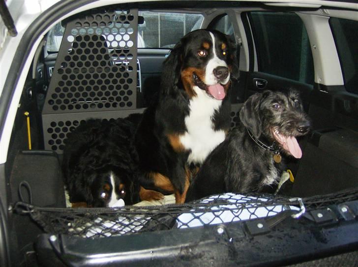 Blanding af racer Laika 18/7 - så er vi klar til en strandtur billede 19