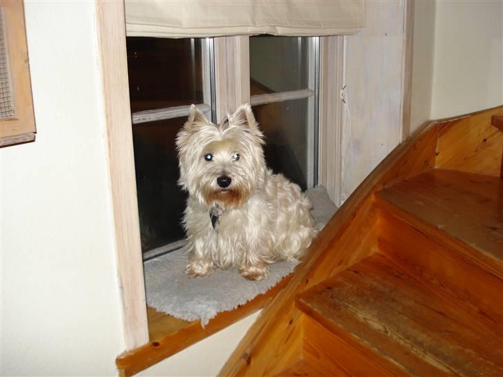 West highland white terrier Frodo - Frodo på hans yndlingsplads i vinduet, hvor han kan sidde og holde øje med alt, hvad der sker udenfor. billede 1