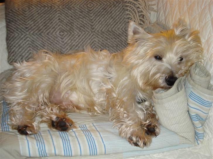 West highland white terrier Frodo - Sofa-hunden Frodo billede 2