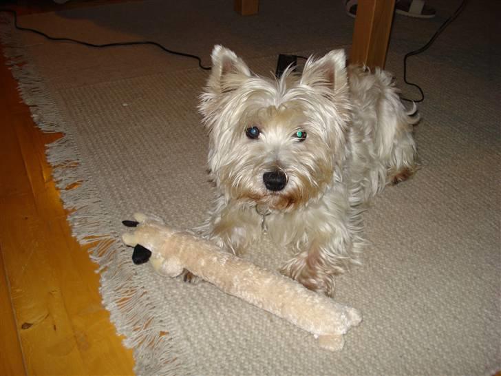 West highland white terrier Frodo billede 3