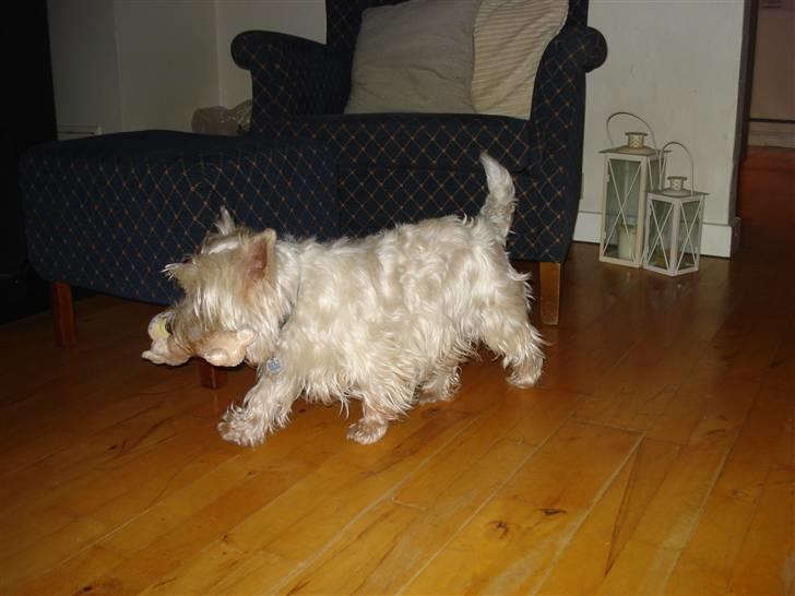 West highland white terrier Frodo billede 4