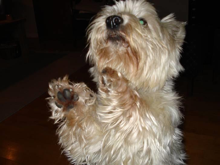 West highland white terrier Frodo - Se mig, - jeg kan danse billede 5