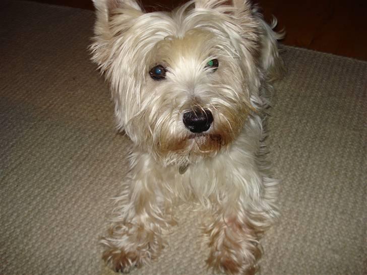 West highland white terrier Frodo billede 6