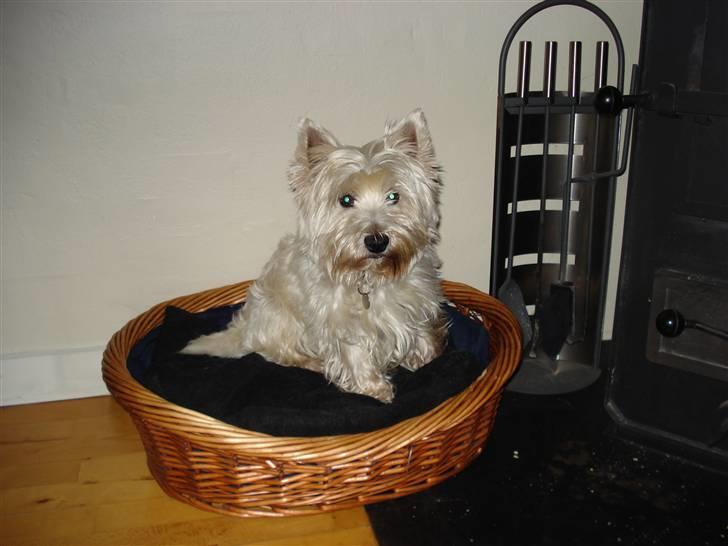 West highland white terrier Frodo billede 7