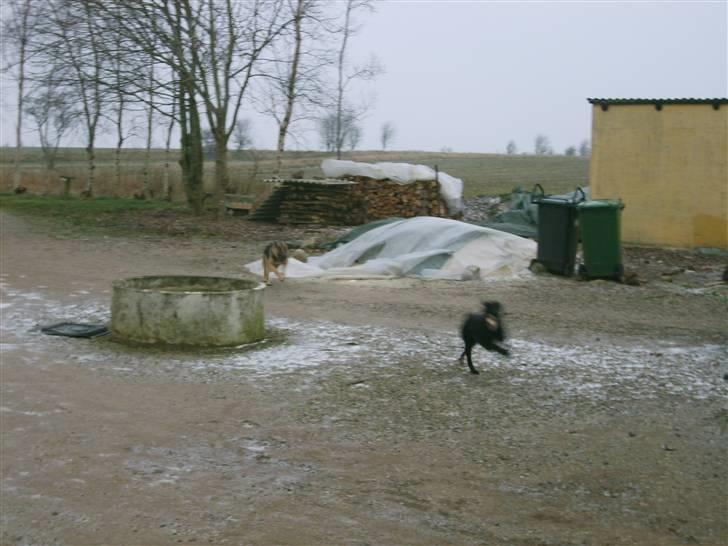 Schæferhund sille billede 8