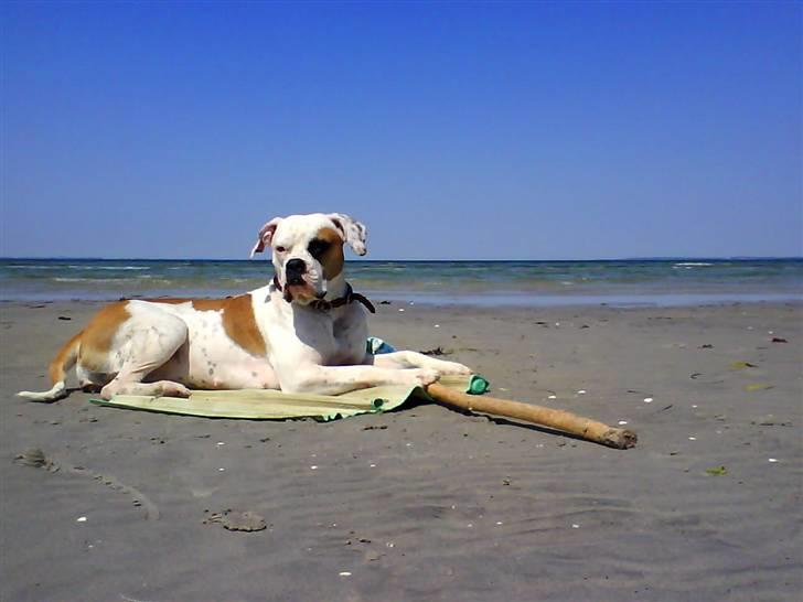 Amerikansk bulldog Nora Hund billede 8