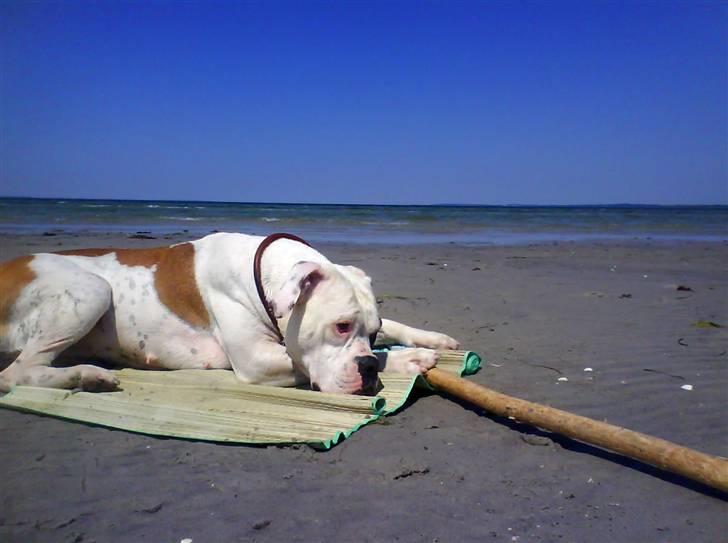 Amerikansk bulldog Nora Hund billede 9