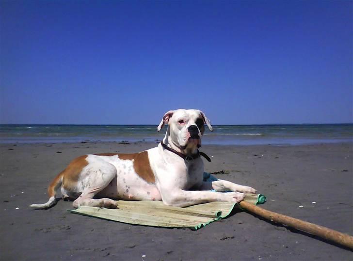 Amerikansk bulldog Nora Hund billede 10