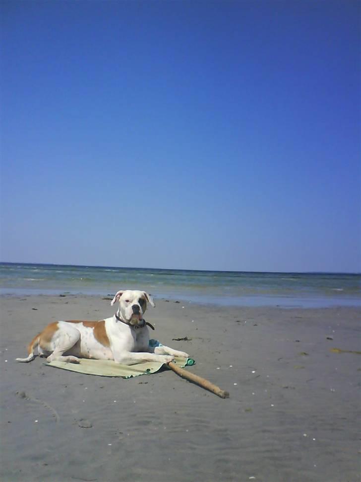 Amerikansk bulldog Nora Hund billede 11