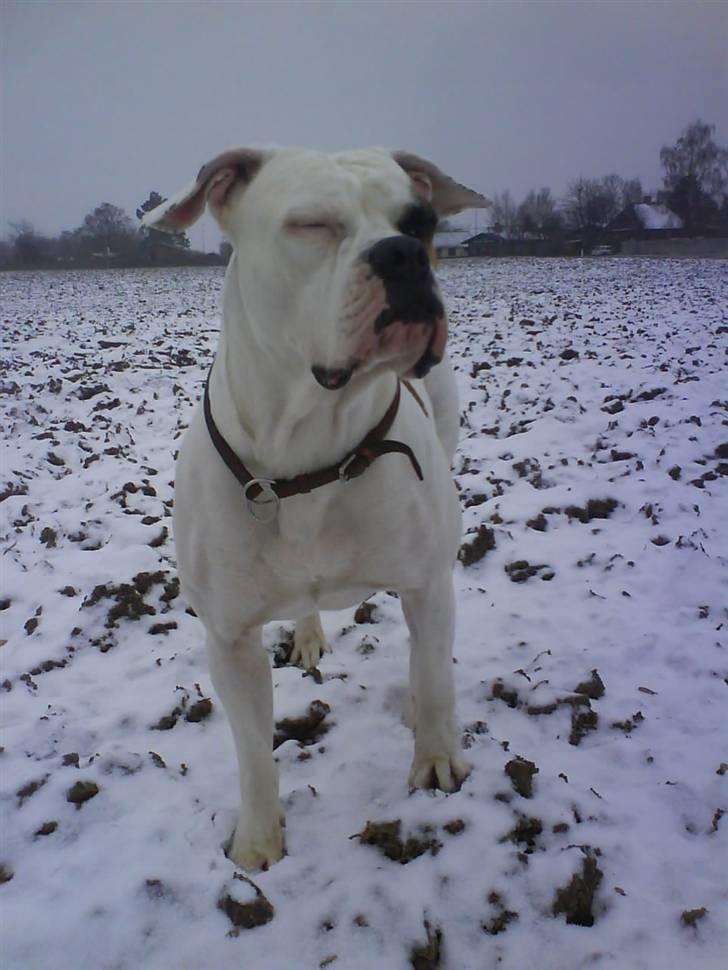 Amerikansk bulldog Nora Hund billede 12