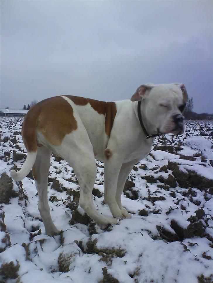 Amerikansk bulldog Nora Hund billede 13