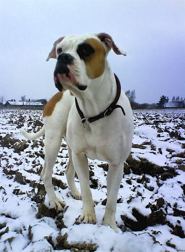 Amerikansk bulldog Nora Hund billede 14