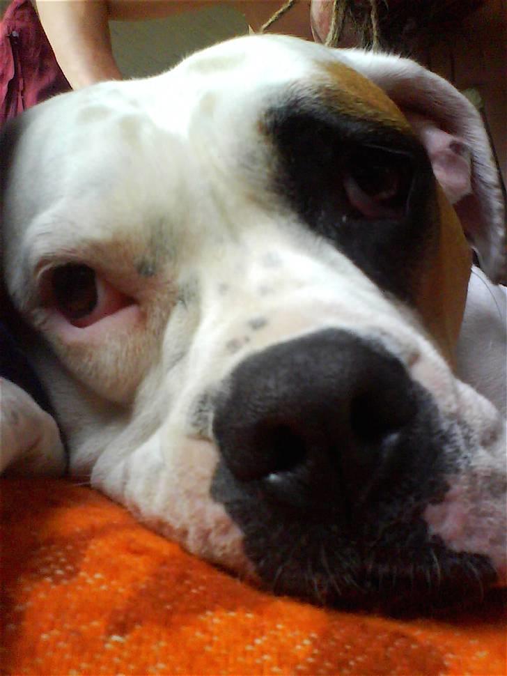 Amerikansk bulldog Nora Hund billede 15