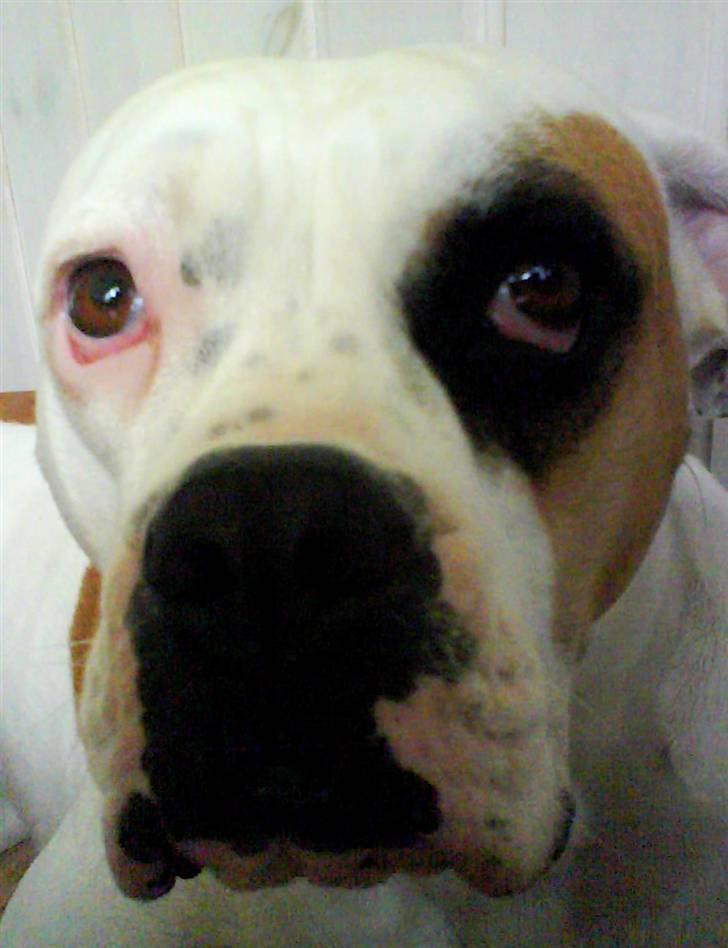 Amerikansk bulldog Nora Hund billede 16