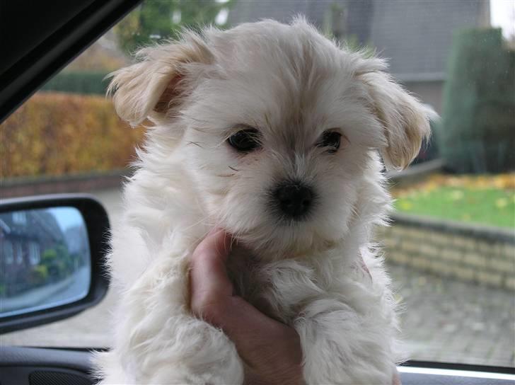 Malteser Zippe - Zippe billede 1