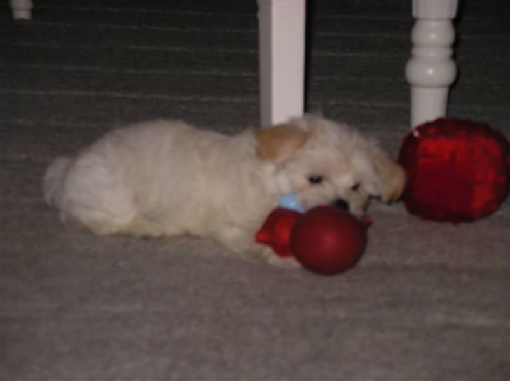 Malteser Zippe billede 2