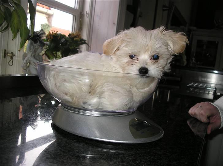 Malteser Zippe billede 3