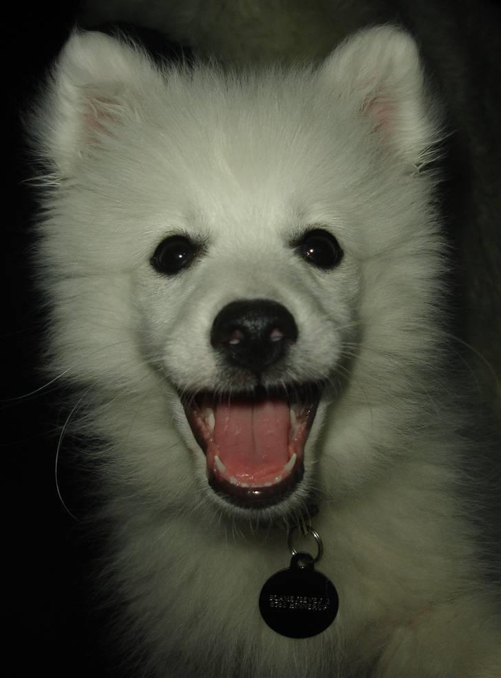 Japansk spids Lucky - Smiiil ;o) billede 1