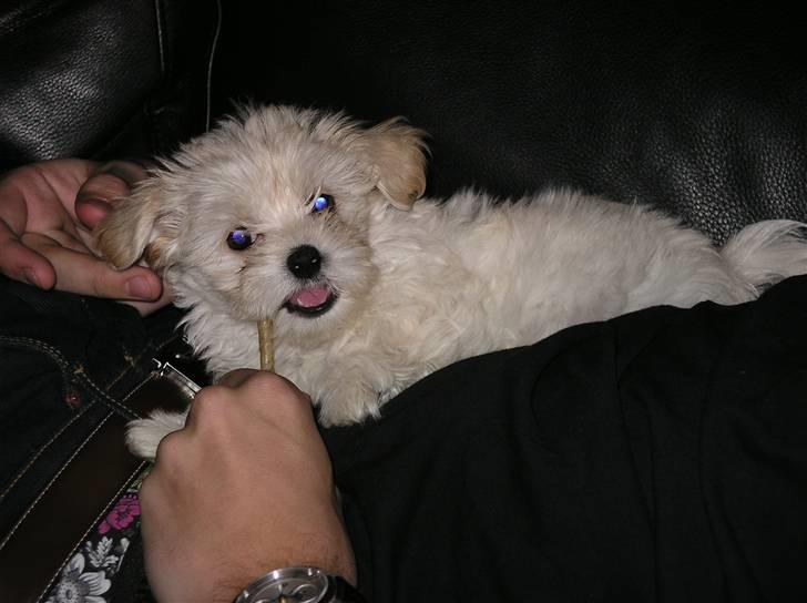 Malteser Zippe billede 4