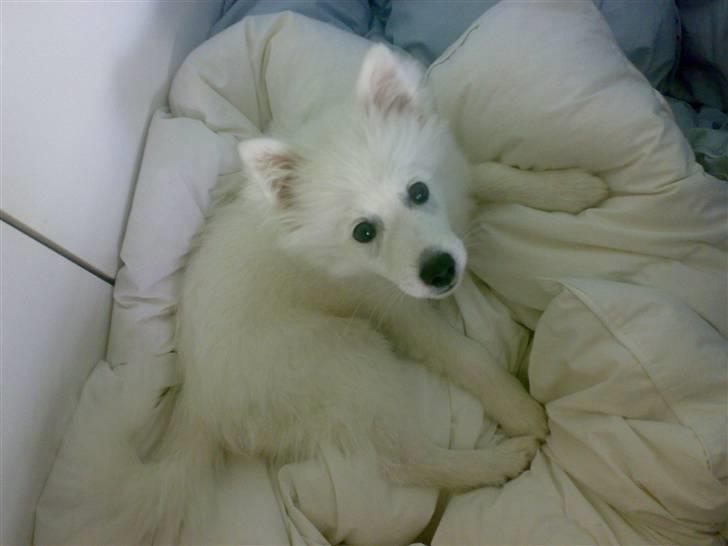 Japansk spids Lucky - "Hjælper mor med at skifte sengebetræk!" - Kunne næsten ikke nænne at flytte på ham ;o) billede 2