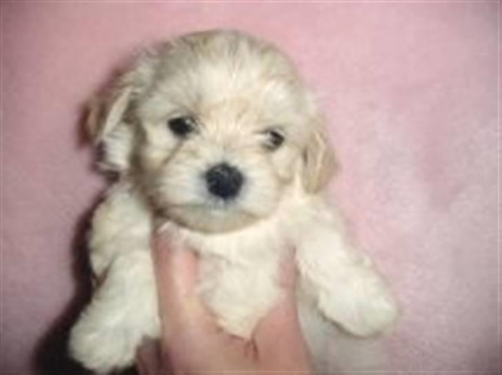 Malteser Zippe billede 5