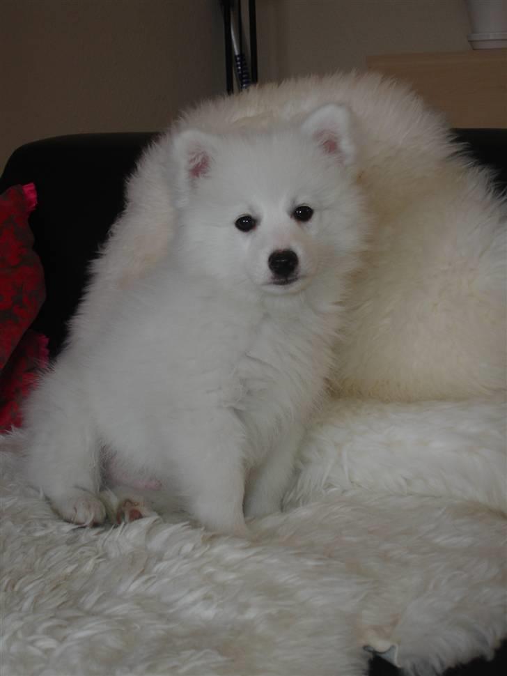 Japansk spids Lucky billede 3