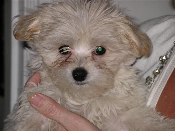 Malteser Zippe billede 6