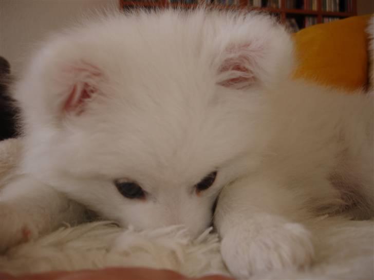 Japansk spids Lucky billede 4