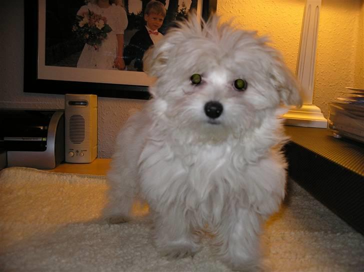 Malteser Zippe billede 7