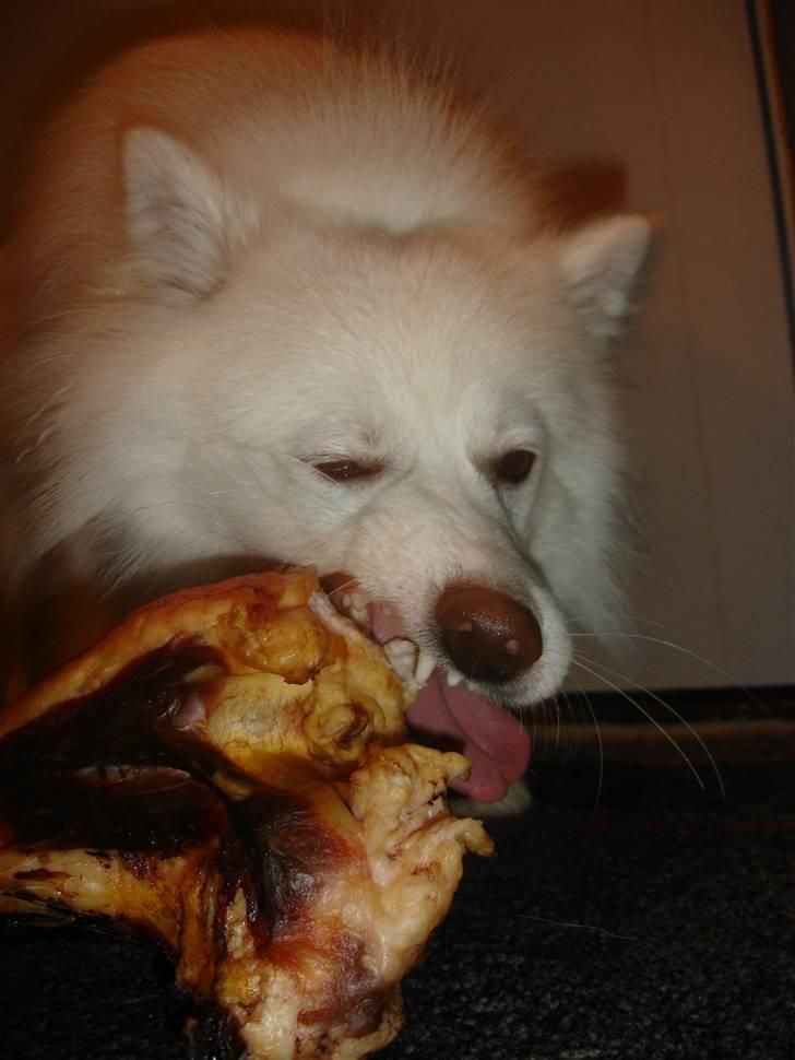 Japansk spids Lucky - "For nogen er det svært at smile imens man spiser, sys egentlig jeg klarer det meget godt!" billede 5