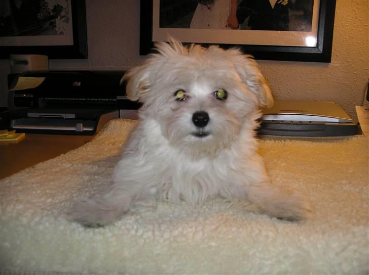 Malteser Zippe billede 8